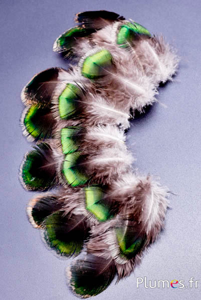 Pauw groen - 6-9 cm - groen-bruin-natuurlijk